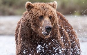 See the Wild Brown Bears with Abercrombie and Kent