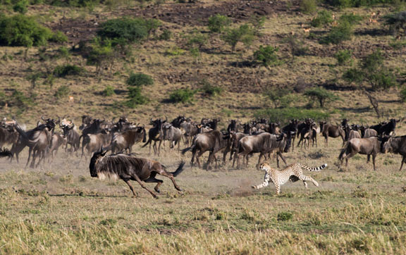 luxury accommodation, mahali mzuri