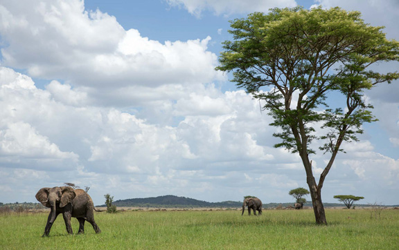 Singita Castelon Lodge, wildlife, elephants